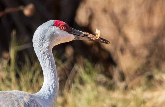 Sandhill Crane with Leaf in Beak