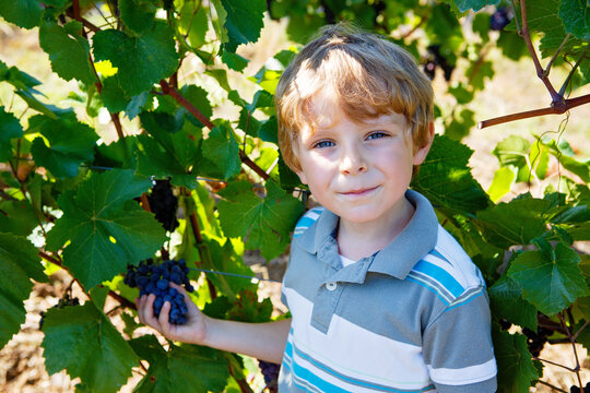 Smiling happy blond kid boy picking ripe blue grapes on grapevine. Child helping with harvest. amous vineyard near Mosel and Rhine in Germany. Making of delicious red wine. German Rheingau region.