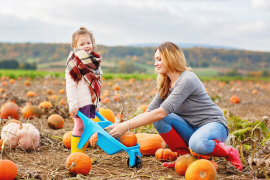 Little preschool girl and young mother on pumpkin patch with lots of pumpkins in autumn field. Happy child and woman, family enjoying harvest season outdoors. Real life, real people.