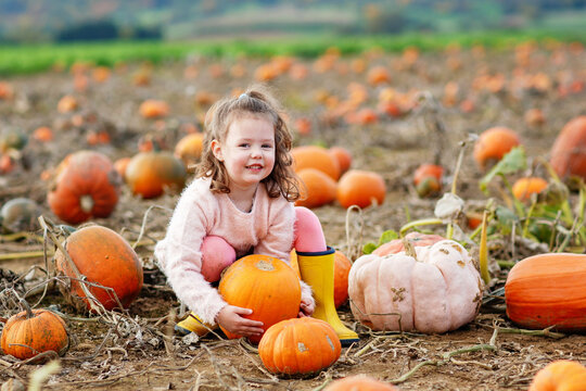Little preschool girl on pumpkin patch with lots of pumpkins in autumn field. Happy child enjoying harvest season outdoors. Real life, real people.