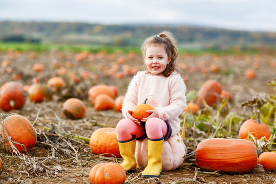 Little preschool girl on pumpkin patch with lots of pumpkins in autumn field. Happy child enjoying harvest season outdoors. Real life, real people.