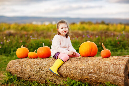 Little preschool girl on pumpkin patch with lots of pumpkins in autumn field. Happy child enjoying harvest season outdoors. Real life, real people.