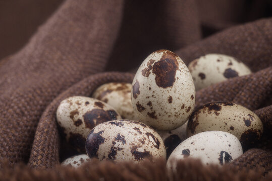 Fresh quail eggs wrapped in rustic burlap cloth on dark surface