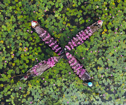 Aerial view of four wooden boats filled with vibrant pink water lilies in the Satla pond with people harvesting flowers among green lily pads in Barishal, Barisal Division, Bangladesh.