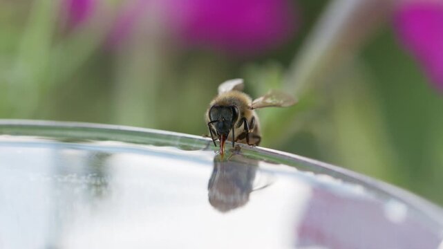 honey bee rests on a bowl with shallow water with sunlit stripes and folded wings capturing a quiet moment of hydration and survival in a harsh urban setting