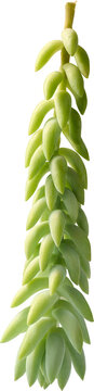 green hanging succulent plant isolated white background, fleshy teardrop shaped leaves on trailing stem botanical specimen, side view in close-up