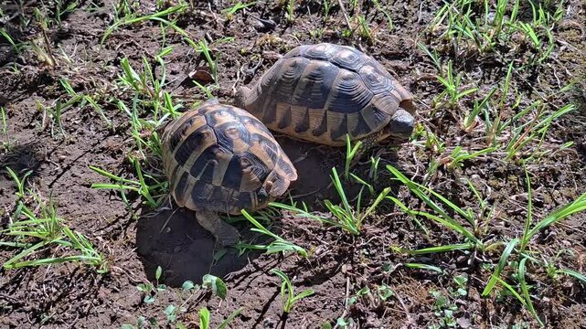 Two tortoises moving together side by side in natural environment