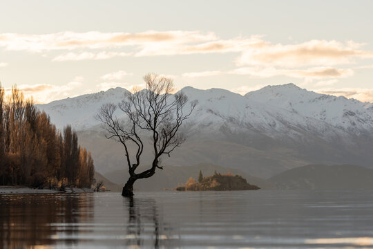 View of That Wanaka Tree in Wanaka New Zealand