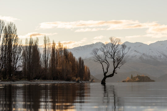 View of That Wanaka Tree in Wanaka New Zealand