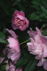 peonies in the garden © Tatyana
