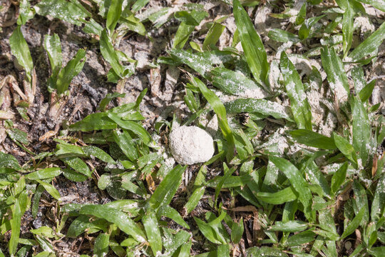 Crush Dolomite Lumps into Powder to Prevent Turf Damage