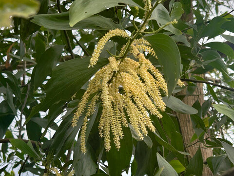 Close-up of the bright yellow flowers of theNorthern black wattle tree  blooming among green leaves. Scientific name is Acacia auriculiformis A. Cunn. ex Benth