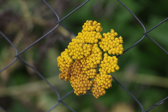 Yellow meadowsweet yarrow flowers behind wire mesh fence, Achillea filipendulina