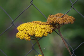 Golden meadowsweet yarrow blossoms growing through chain link fence, Achillea filipendulina © Olga