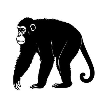 Monkey black line art set with minimalist illustration featuring primate silhouette with clean outline and vector style