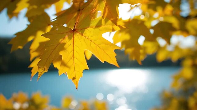 Close-up of vibrant yellow maple leave gently swaying in a warm summer breeze