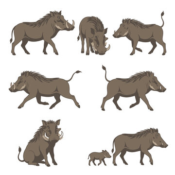 Warthog wildlife character set in various poses