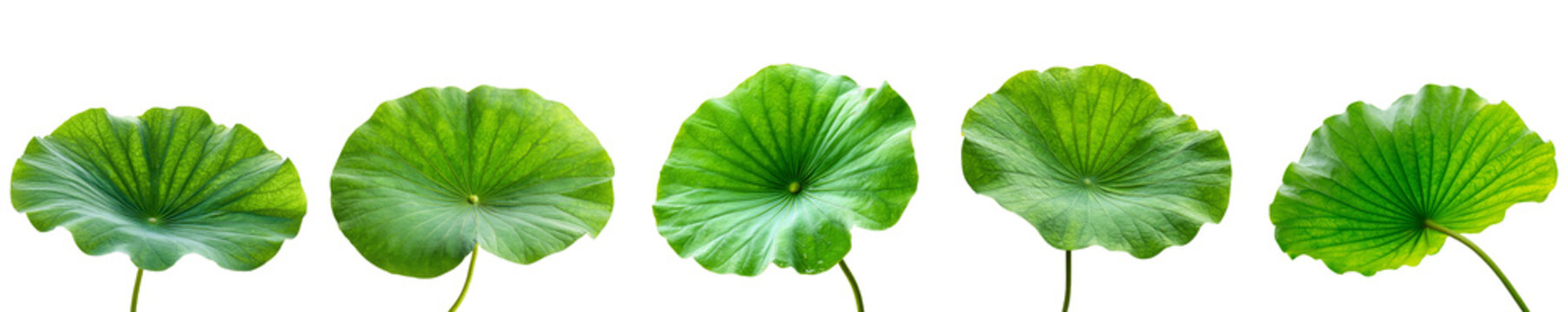 Assorted fresh green lotus leaves in horizontal botanical row isolated on transparent background