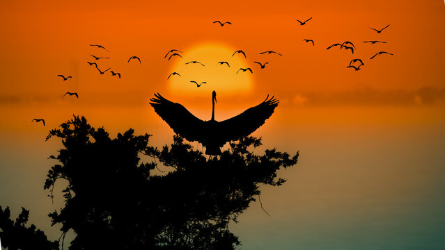 silhouette of a birds flying in the sunset