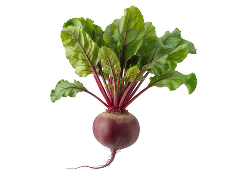 A single fresh vibrant beet with lush green leaves isolated on a black background