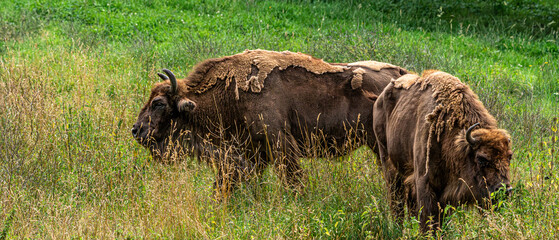 Two American bisons standing together on green meadow © Quality by Simon