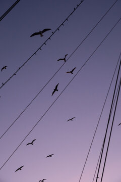Birds fly though a purple sky from a boat during polar night Norway 