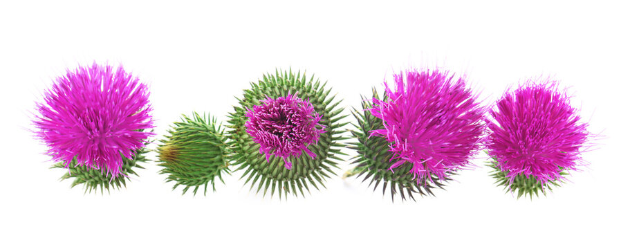 Many milk thistle flowers isolated on white