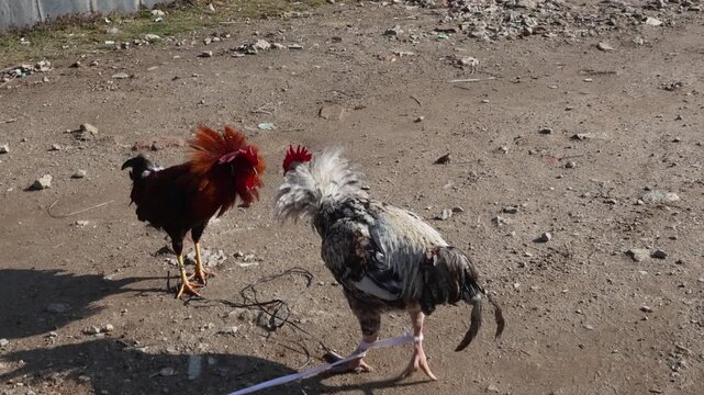 Male Roosters Fighting in a Village Setting