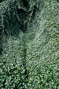 Vines covering concrete structure