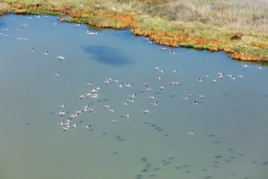 Aerial view of a large flock of flamingos flying over the wetlands of the Gediz Delta in Manisa, Turkey.