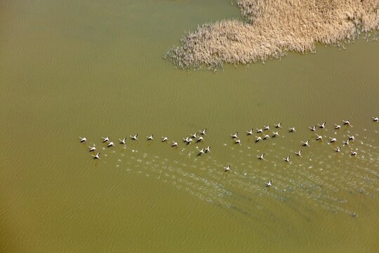 Aerial view of flamingos in flight over the waters of the Gediz Delta, with reeds and ripples visible in Manisa, Turkey.