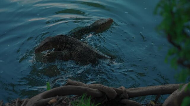 Two water monitor lizards swimming through rippling water, Large wild reptiles moving across pond surface near shoreline vegetation 4k