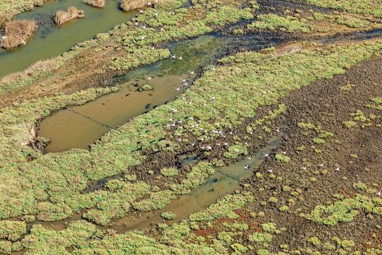 Aerial view of flamingos in Gediz Delta flying over the green marshland and pools of water in Manisa, Turkey.