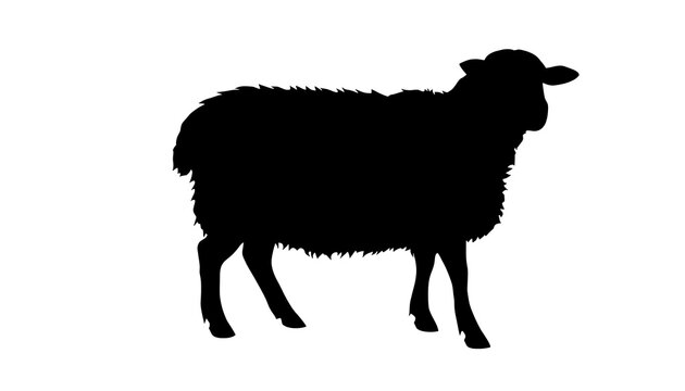 Solid black silhouette of a sheep on a white background