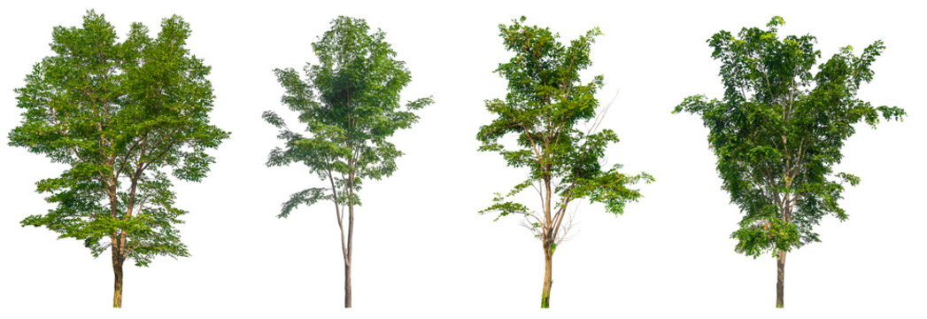 collection green tree removed original background