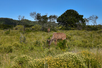 Female nyala antelopes browsing and feeding in the African bushveld.  © Gregory