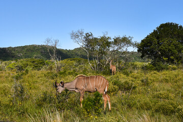 Female Nyala Antelope Browsing and Feeding in African Bushveld © Gregory