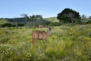 Female nyala antelopes browsing and feeding in the African bushveld.  © Gregory