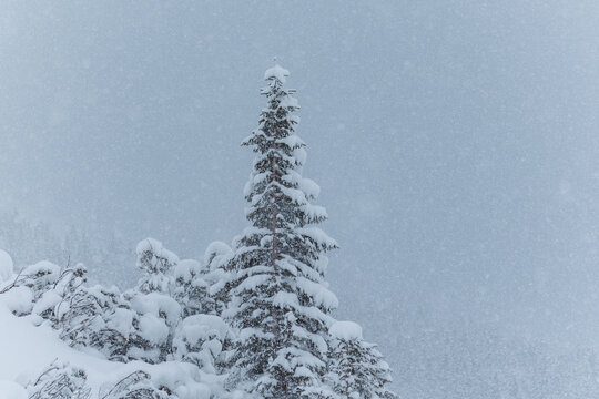 Snow-covered spruce tree during a winter snowfall in the mountains