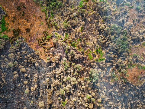 Aerial view of burnt forest land with patches of scorched earth and remaining green trees in Banjarbaru, South Kalimantan, Indonesia.
