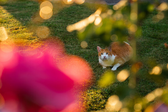 Curious ginger cat looking through blooming roses