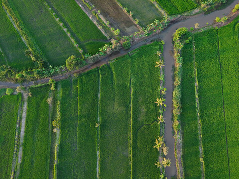 Aerial view of lush green rice fields with irrigation canals and palm trees in Sungai Tabuk, South Kalimantan, Indonesia.