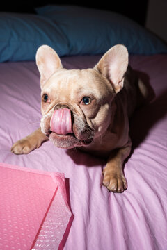 French Bulldog Licking Nose While Resting On Bed