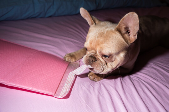 French Bulldog Chewing Pink Bubble Mailer On Bed