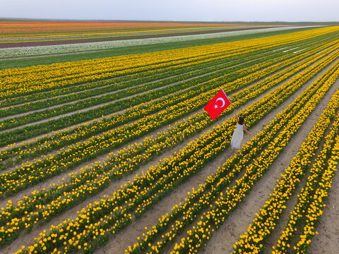 Aerial view of a woman in a white dress holding a Turkish flag while walking through vibrant rows of yellow tulips in a vast field in Ismil, Konya, Turkiye.