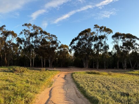 Dirt road leading into bluegum forest during golden hour