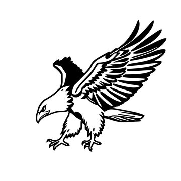Eagle black line art set with isolated illustration featuring bird, predator, wings spread with detailed feathers and sharp beak