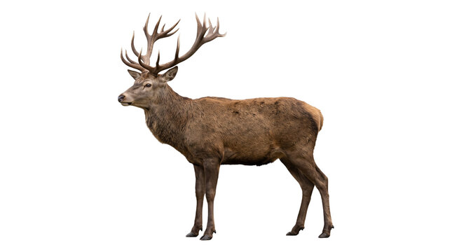 Majestic red deer buck profile view isolated on transparent background png large antlers wildlife animal.