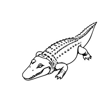 Alligator black line art set with isolated illustration featuring reptile, animal, and wildlife with monochrome and vector style