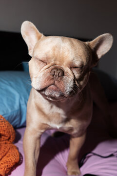 Sleepy French Bulldog Standing With Eyes Closed Indoors